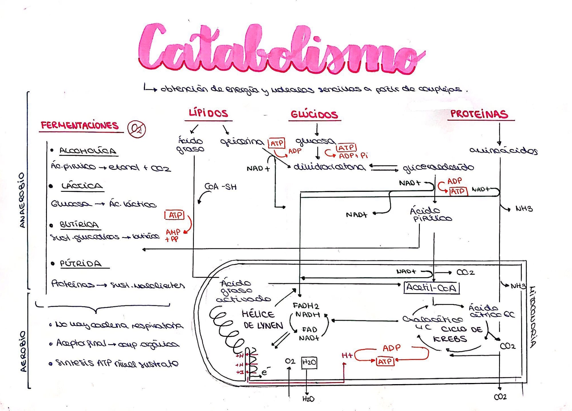 Rinatura Metabolismo Catabolismo Esquema General The Best Porn Website