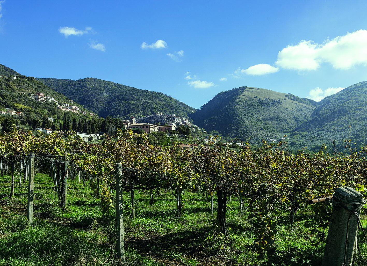 Цезанское вино